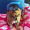 accessory, adorable, animal, blanket, blue_hat, brown_fur, companion, cozy, cute, dog, fashion, fluffy, heart_pattern, indoor, pet, portrait, relaxing, sitting, small_dog, sunglasses