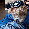 Bentley is registered to the contest to win money with this photo: dog, goggles, pet, fur, brown_fur, indoor, blanket, blue_blanket, plaid, cozy, living_room, television, screen, people, wooden_floor, cute, closeup, portrait, pet_accessory, funny
