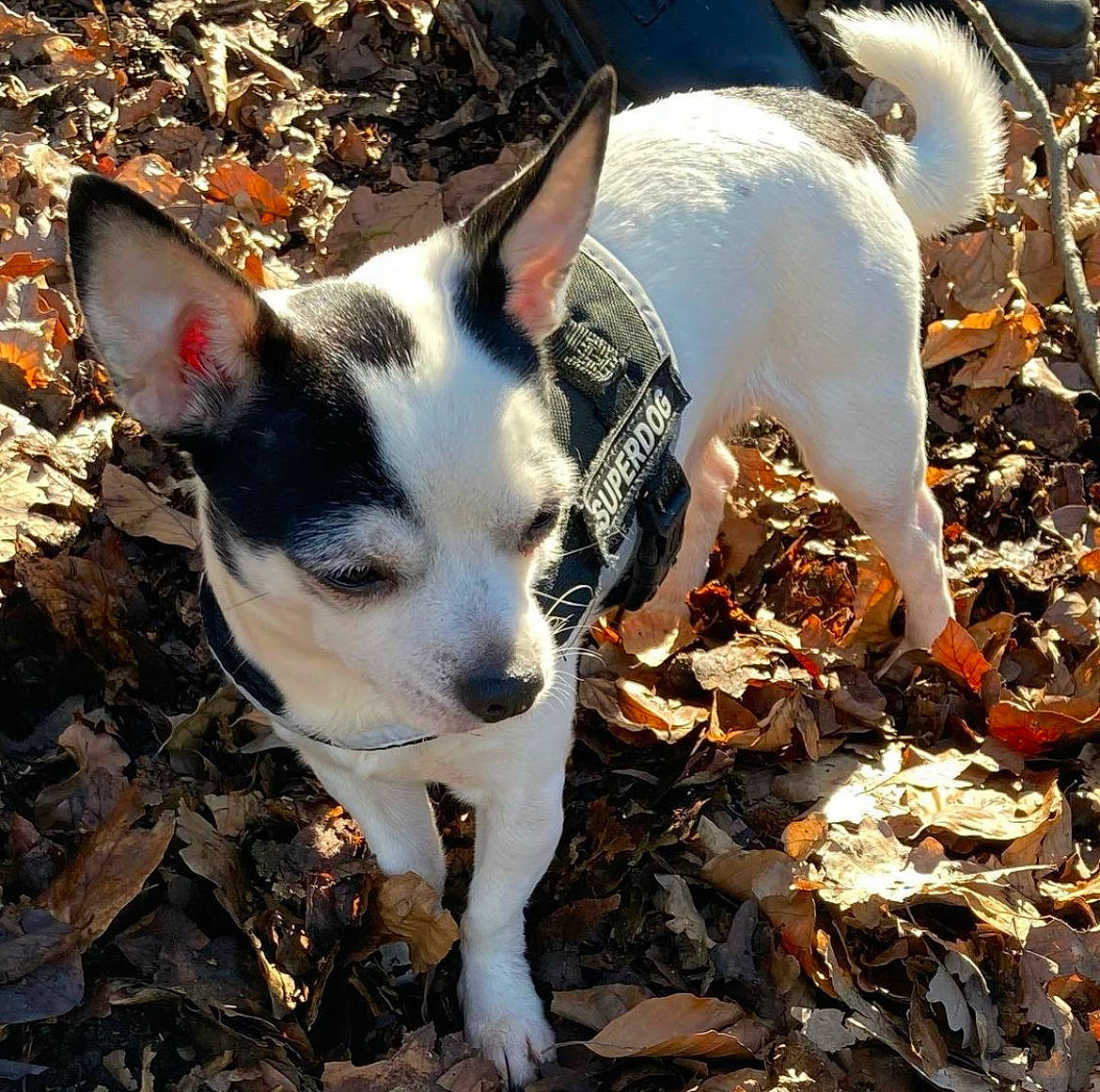 Olaf a rejoint le concours — aidez-le/la à gagner de superbes lots ! canidae, carmine, carnivore, companion_dog, dog, dog_breed, fawn, non_sporting_group, snout, sporting_group, tail, whiskers, working_animal