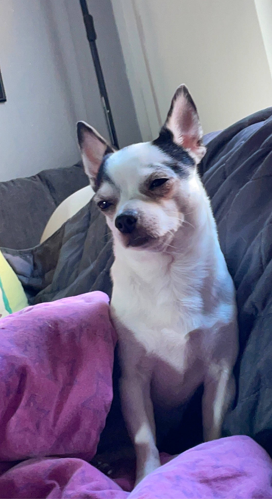 Olaf participe au concours pour gagner de l'argent avec cette photo : canidae, carnivore, comfort, companion_dog, dog, dog_breed, fawn, felidae, fur, non_sporting_group, snout, sporting_group, toy_dog, whiskers, working_animal