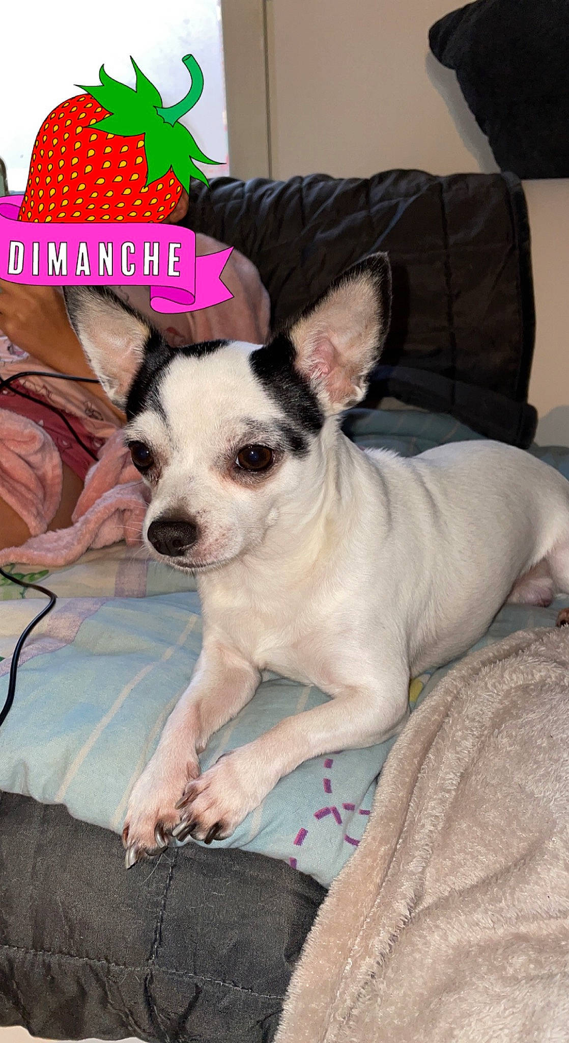 Olaf a rejoint le concours — aidez-le/la à gagner de superbes lots ! carnivore, comfort, companion_dog, couch, dog, dog_breed, dog_supply, fashion_accessory, fawn, non_sporting_group, rose, terrestrial_animal, toy_dog, whiskers, working_animal