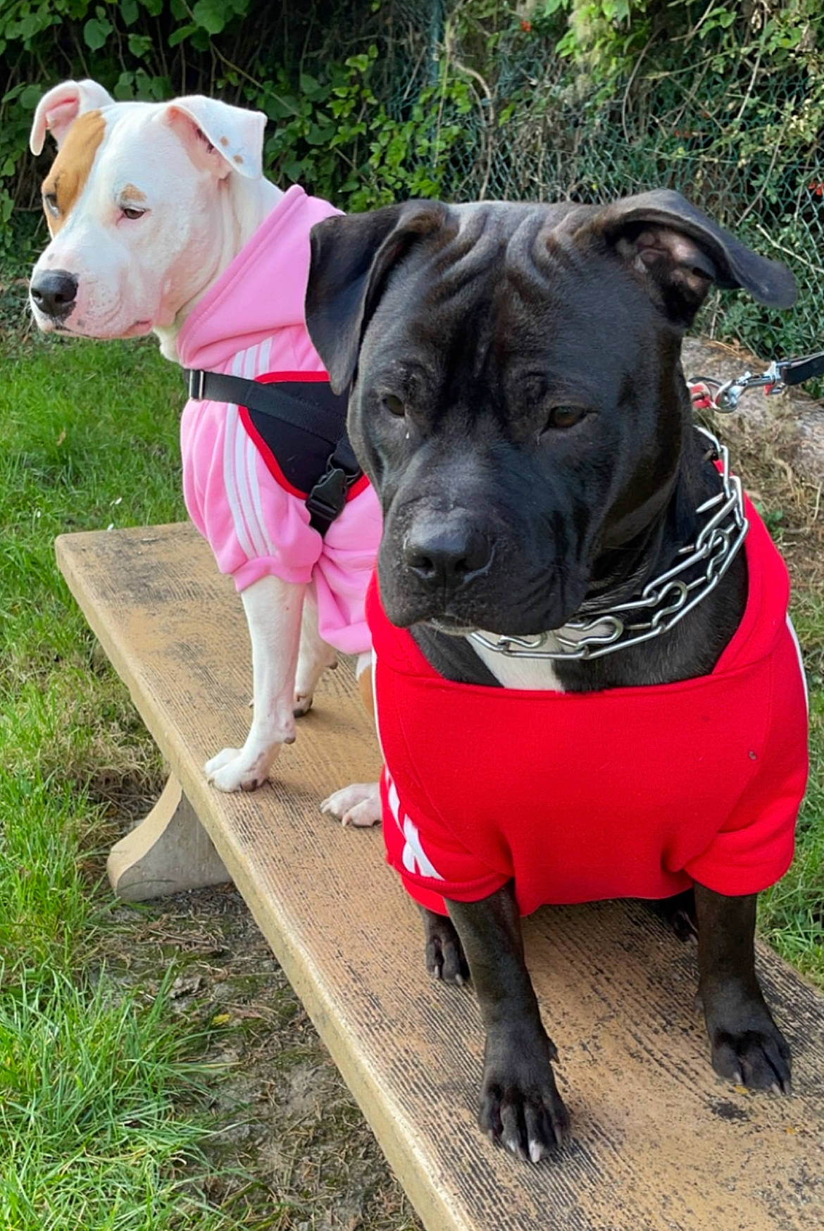 Sharko participe au concours pour gagner de l'argent avec cette photo : adventure, carnivore, collar, companion_dog, dog, dog_breed, dog_clothes, dog_collar, dog_supply, fashion_accessory, fawn, leash, pet_supply, pink, plant, recreation, snout, sporting_group, vertebrate, working_animal