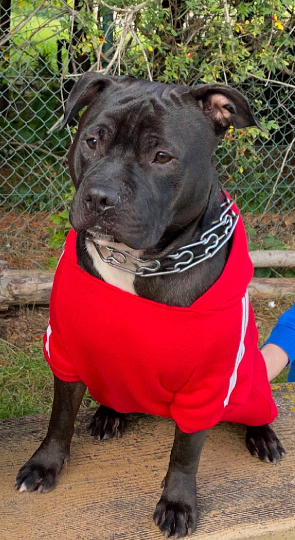Sharko a rejoint le concours — aidez-le/la à gagner de superbes lots ! carnivore, collar, companion_dog, dog, dog_breed, dog_clothes, dog_collar, dog_supply, fashion_accessory, fawn, fence, leash, mesh, pet_supply, plant, snout, sporting_group, whiskers, wire_fencing, working_animal
