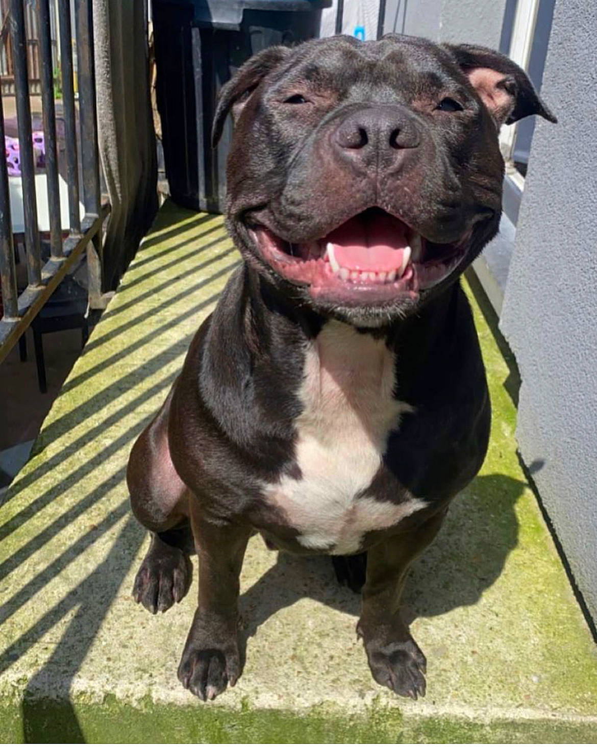 Sharko a rejoint le concours — aidez-le/la à gagner de superbes lots ! canidae, carnivore, collar, companion_dog, dog, dog_breed, dog_collar, fawn, fur, liver, non_sporting_group, sporting_group, terrestrial_animal, working_animal, working_dog