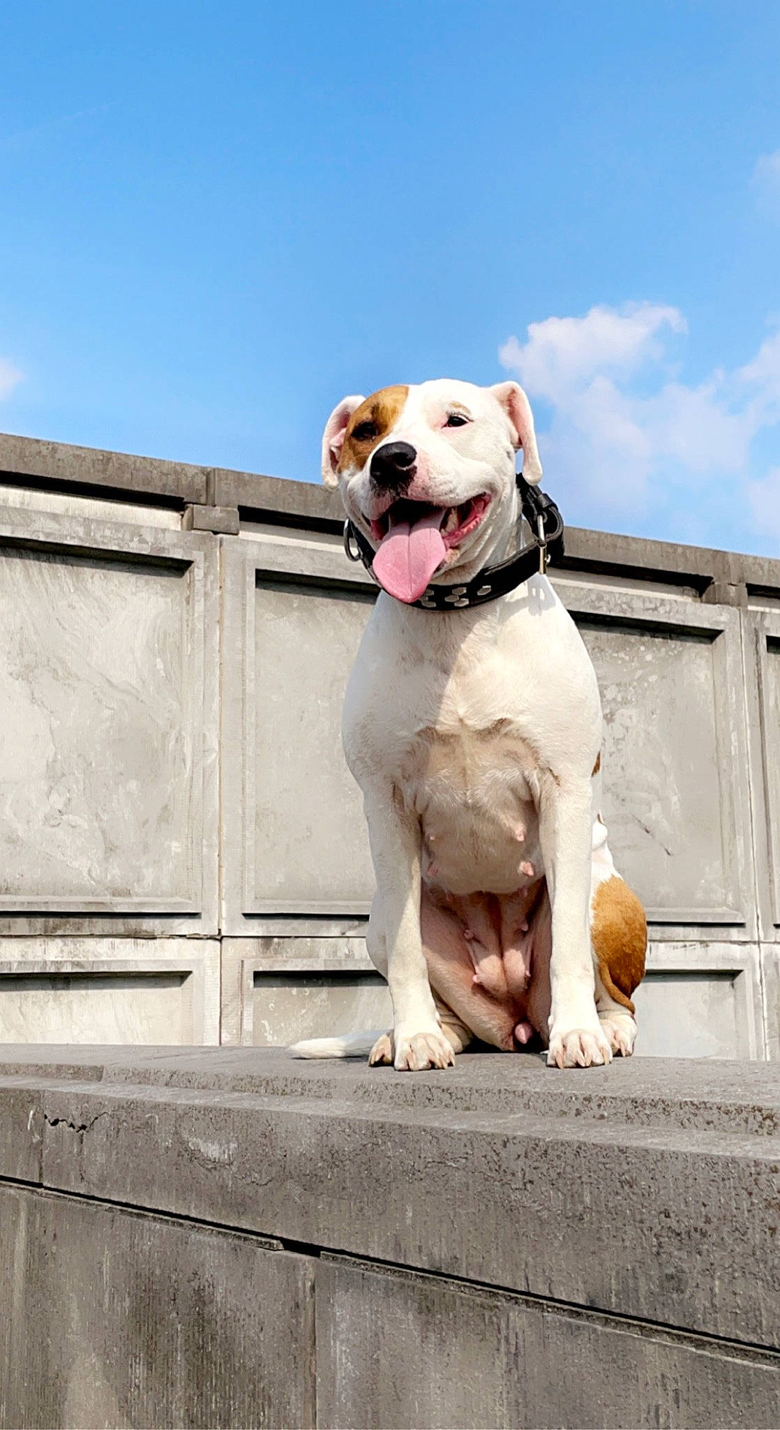 Kyra a rejoint le concours — aidez-le/la à gagner de superbes lots ! ancient_dog_breeds, carnivore, cloud, collar, companion_dog, concrete, dog, dog_breed, dog_collar, fawn, house, leash, molosser, pet_supply, sky, sporting_group, street_fashion, tail, working_animal, working_dog