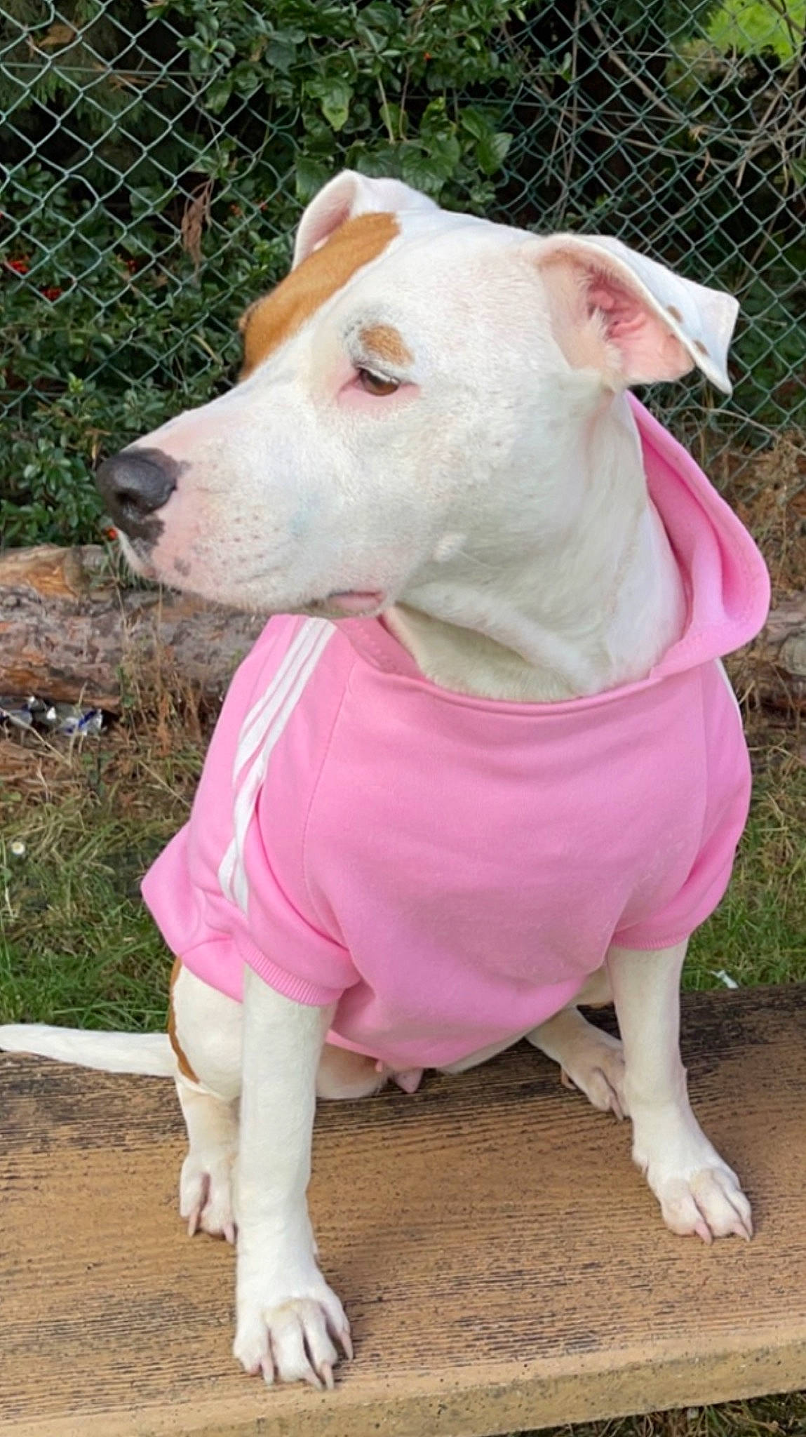 Kyra a rejoint le concours — aidez-le/la à gagner de superbes lots ! carnivore, collar, companion_dog, dog, dog_breed, dog_clothes, dog_supply, fawn, fence, grass, pet_supply, pink, plant, sleeve, snout, sporting_group, tail, terrestrial_animal, whiskers, working_animal