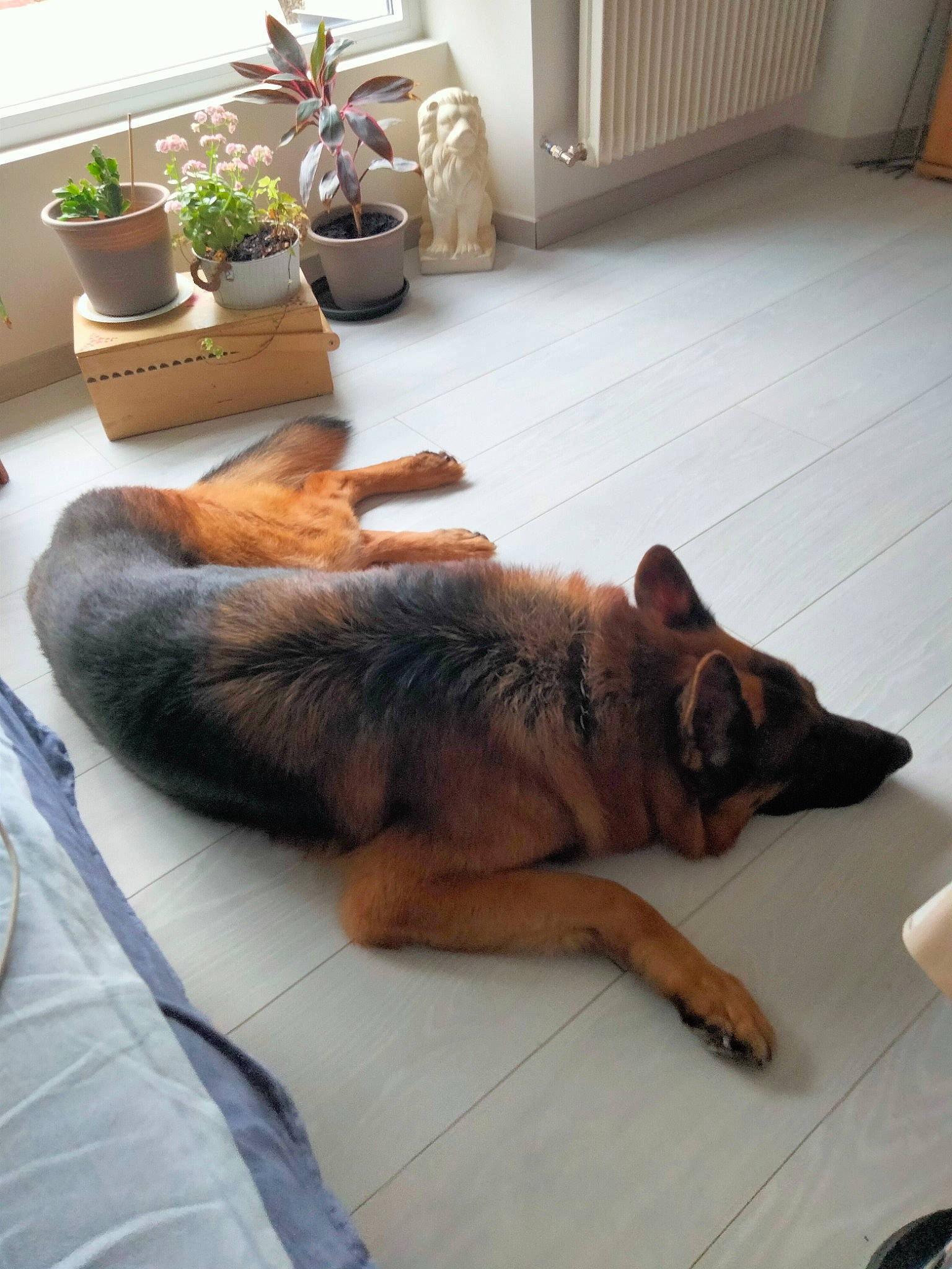 Lorenzo participe au concours pour gagner de l'argent avec cette photo : carnivore, comfort, companion_dog, dog, dog_breed, fawn, felidae, floor, flooring, flowerpot, fur, hardwood, houseplant, living_room, plant, room, small_to_medium_sized_cats, tail, whiskers, wood