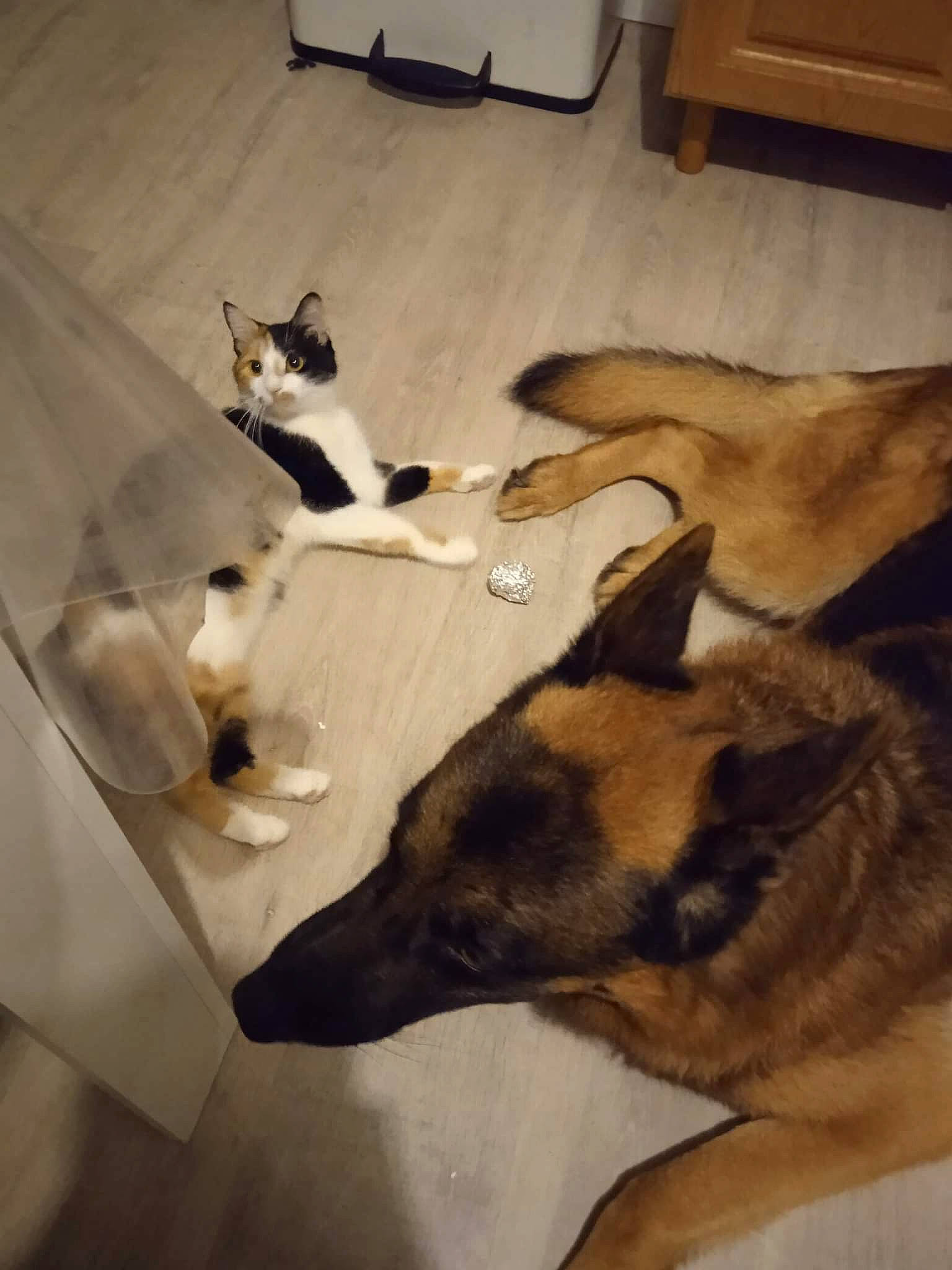 Lorenzo a rejoint le concours — aidez-le/la à gagner de superbes lots ! carnivore, cat, comfort, companion_dog, dog, dog_breed, fawn, felidae, floor, flooring, fur, german_shepherd_dog, hardwood, herding_dog, room, small_to_medium_sized_cats, snout, tail, whiskers, wood