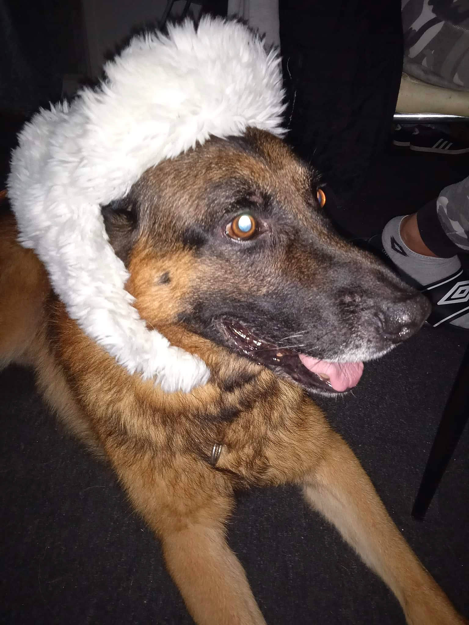 Lorenzo a rejoint le concours — aidez-le/la à gagner de superbes lots ! canidae, carnivore, companion_dog, dog, dog_breed, east_european_shepherd, fawn, foot, fur, guard_dog, herding_dog, old_german_shepherd_dog, paw, snout, sporting_group, whiskers, working_animal, working_dog