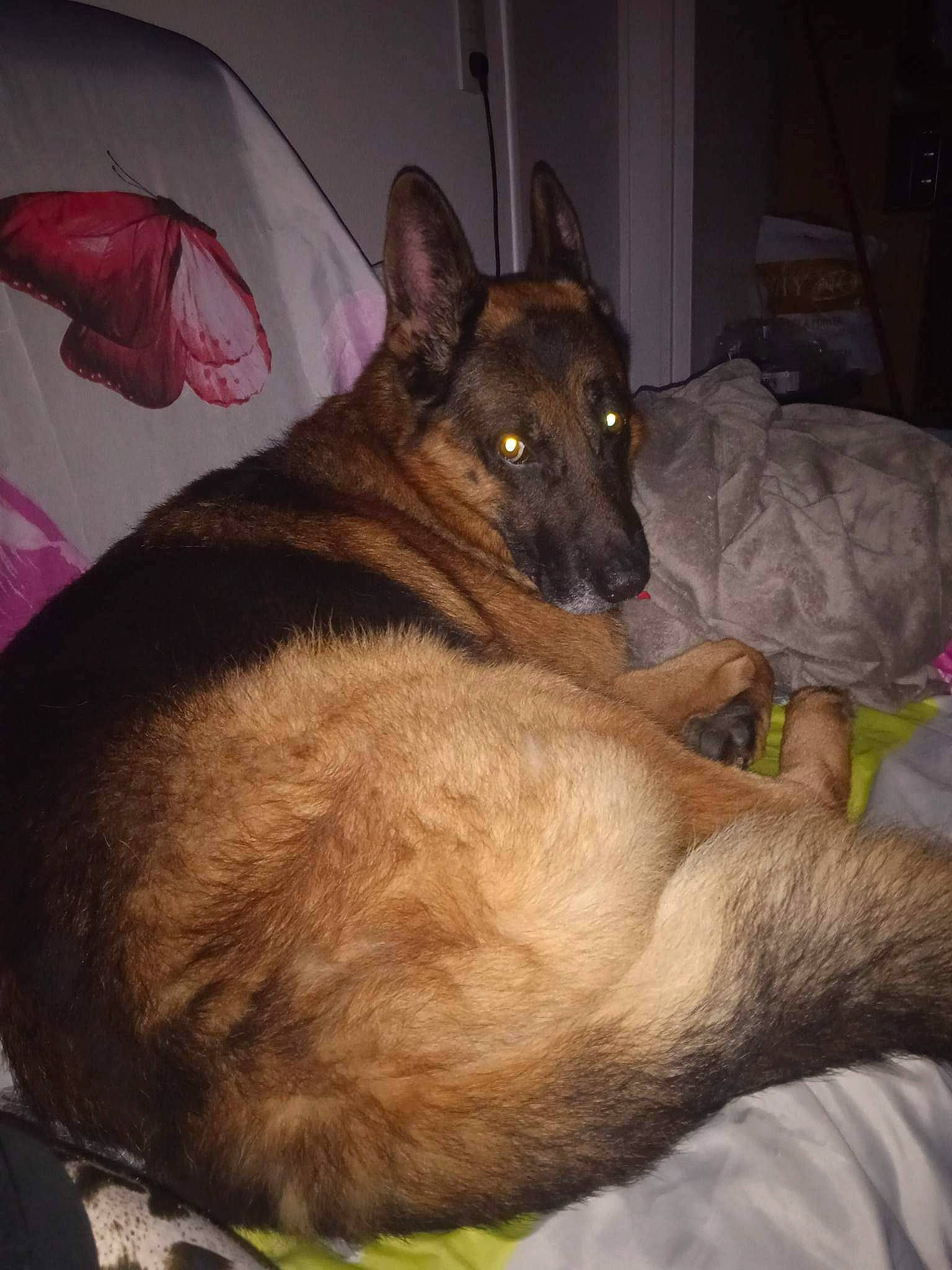 Lorenzo a rejoint le concours — aidez-le/la à gagner de superbes lots ! canidae, carnivore, comfort, companion_dog, dog, dog_breed, dog_supply, east_european_shepherd, event, fawn, fur, guard_dog, old_german_shepherd_dog, paw, snout, sporting_group, whiskers, working_animal, working_dog