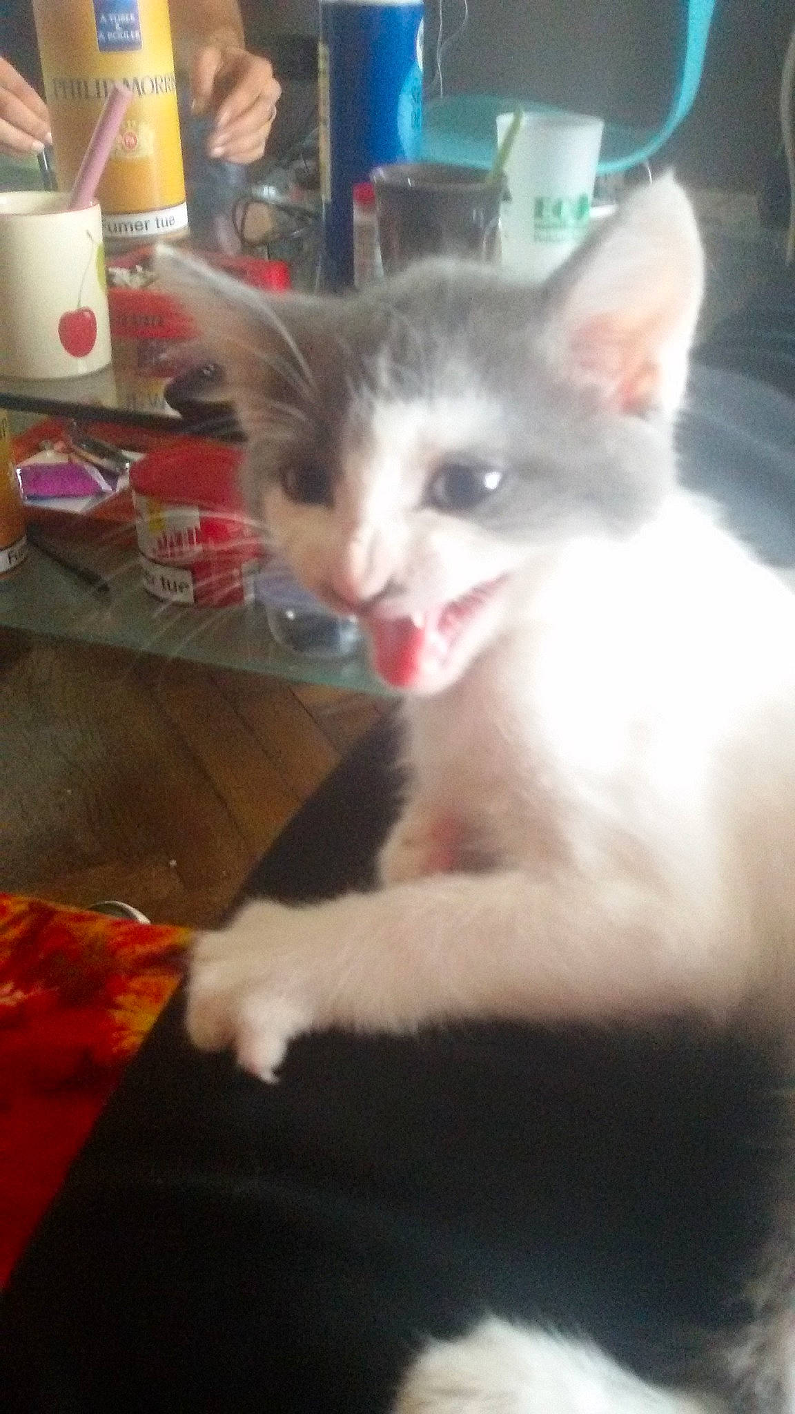 Taz a rejoint le concours — aidez-le/la à gagner de superbes lots !