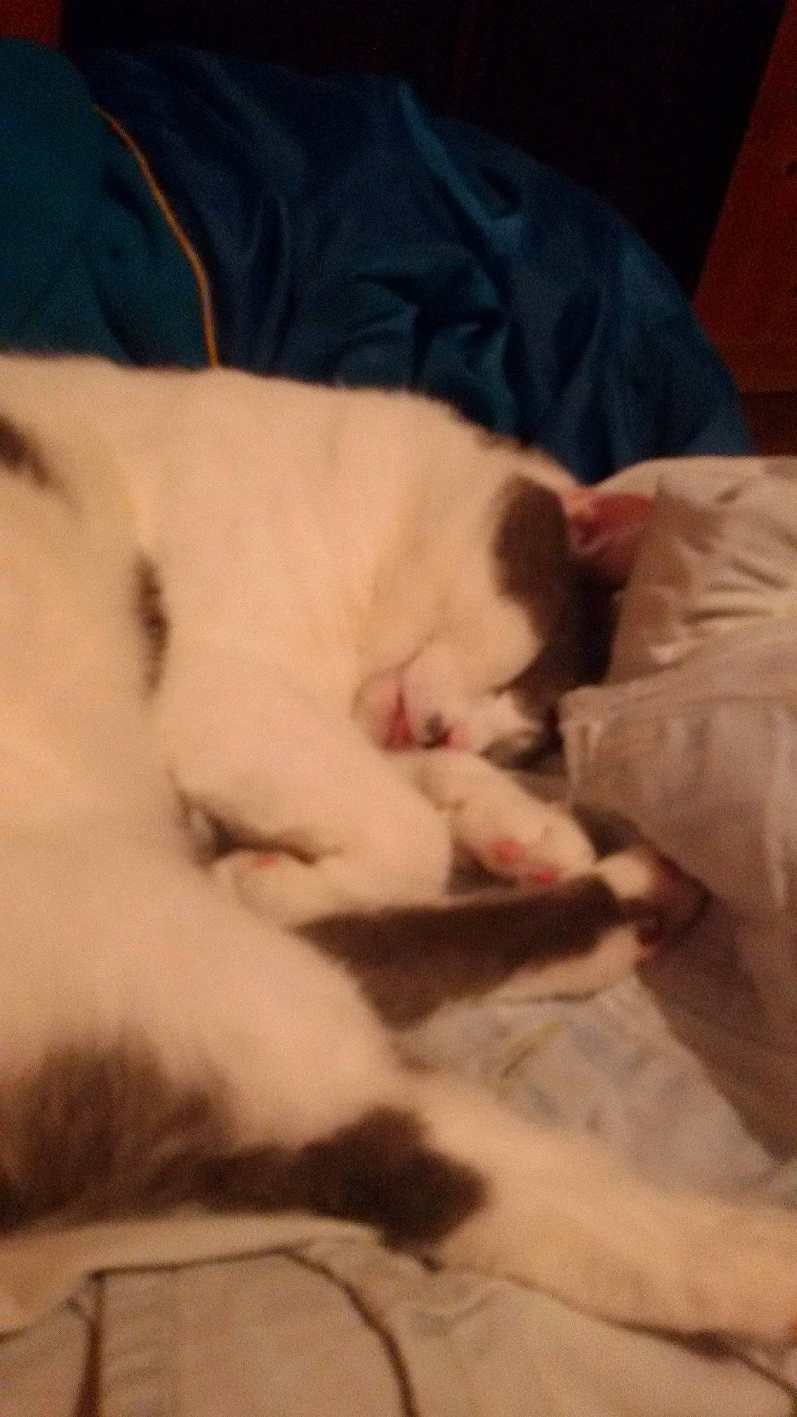 Taz participe au concours pour gagner de l'argent avec cette photo :