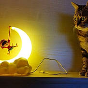 Riviera a rejoint le concours — aidez-le/la à gagner de superbes lots ! animal, cat, crescent_moon, curious, decor, ears, eyes, figurine, glowing, indoor, lamp, light, nighttime, pet, shadow, shelf, tabby_cat, toy, whiskers, wood