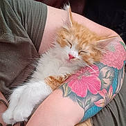 Mango is registered to the contest to win money with this photo: animal, arm, close_up, colorful, cozy, cute, domestic_cat, floral_tattoo, furry, human_arm, indoor, kitten, orange_cat, peaceful, pet, resting, sleeping, soft, tattoo, white_cat