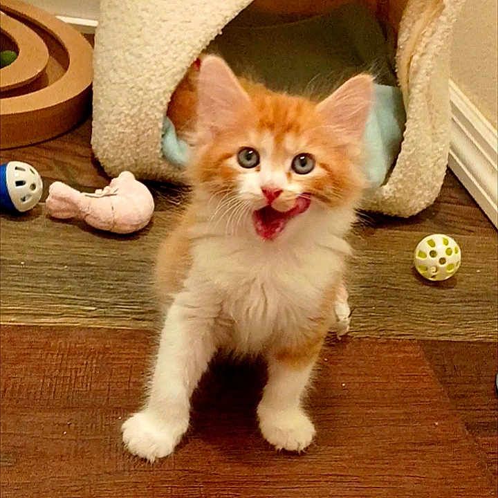 Mango is registered to the contest to win money with this photo: kitten, cat, orange_and_white, fluffy, blue_eyes, licking, playing, cat_toys, cat_cave, wooden_floor, indoor, pet, cute, small, fur, animal, young, home, cozy, adorable