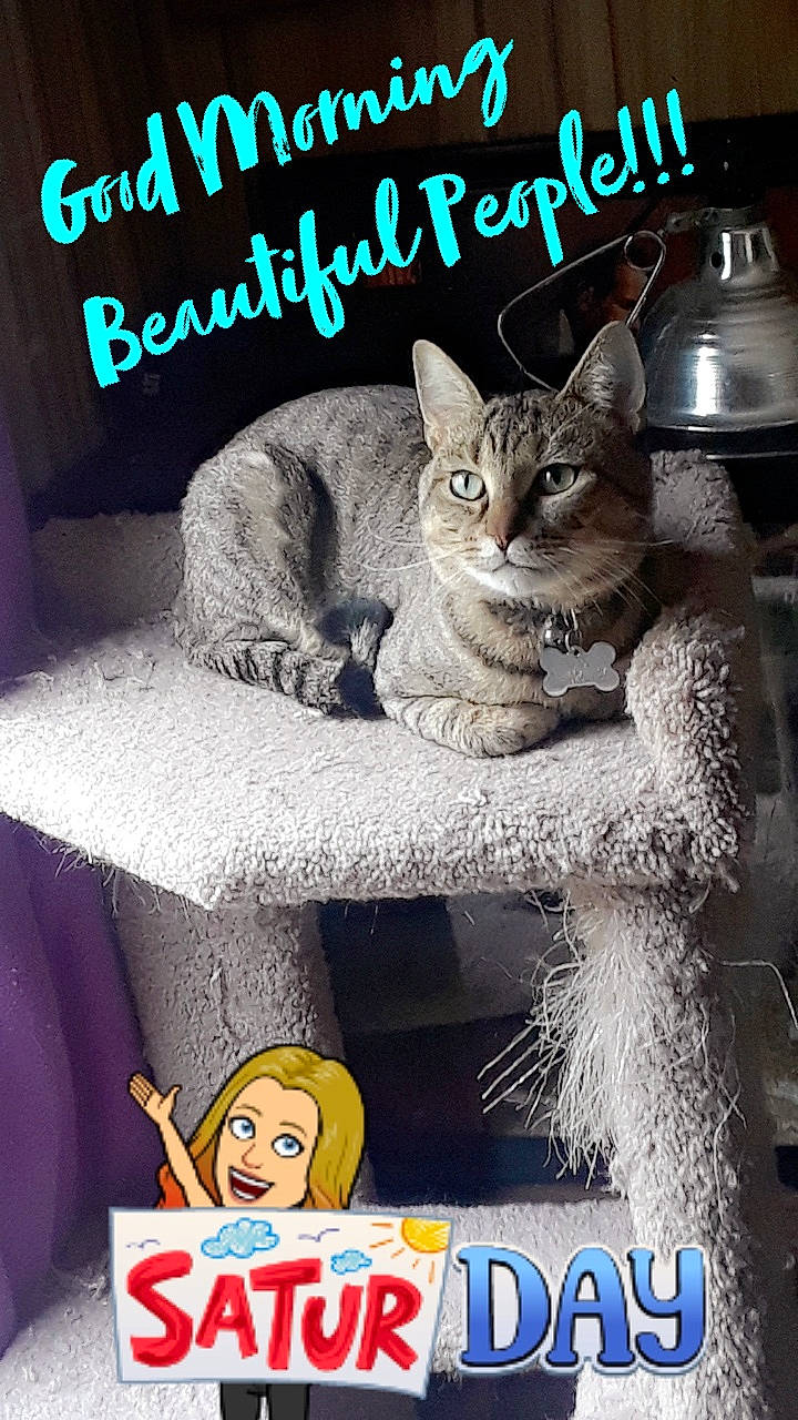 Ajax is registered to the contest to win money with this photo: asian, carnivore, cat, curious, domestic_short_haired_cat, european_shorthair, felidae, humour, paw, photo_caption, photography, polydactyl_cat, small_to_medium_sized_cats, whiskers