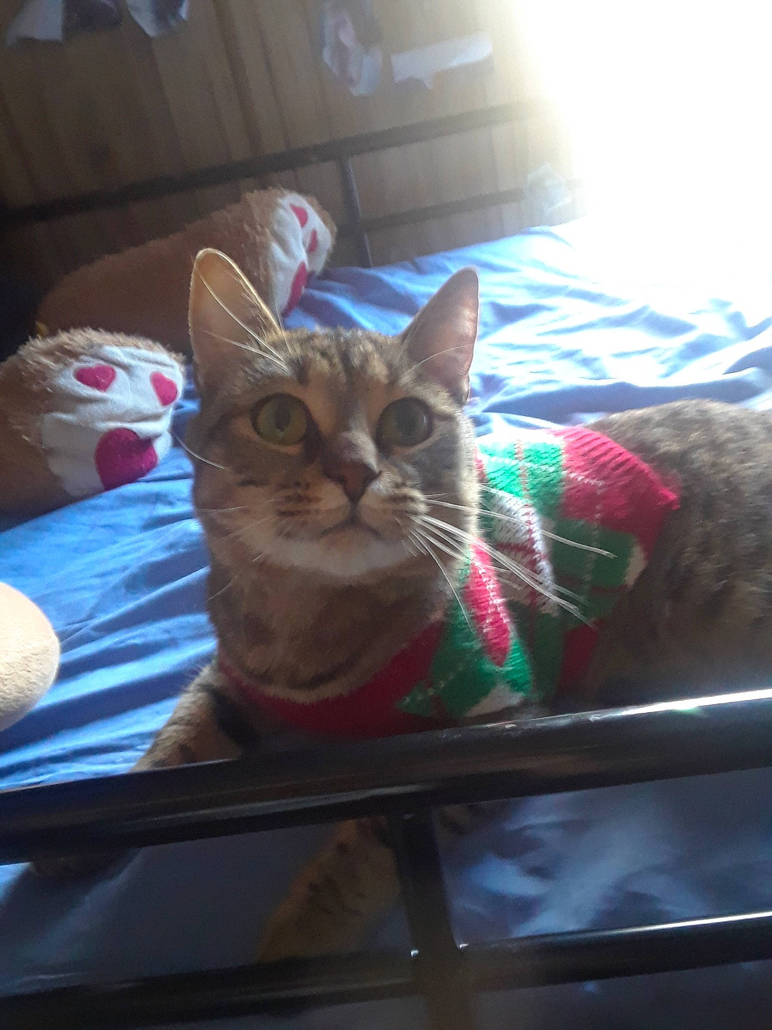 Ajax joined the competition — help win amazing prizes! american_shorthair, asian, bengal, carnivore, cat, domestic_short_haired_cat, european_shorthair, fawn, felidae, kitten, small_to_medium_sized_cats, tabby_cat, whiskers