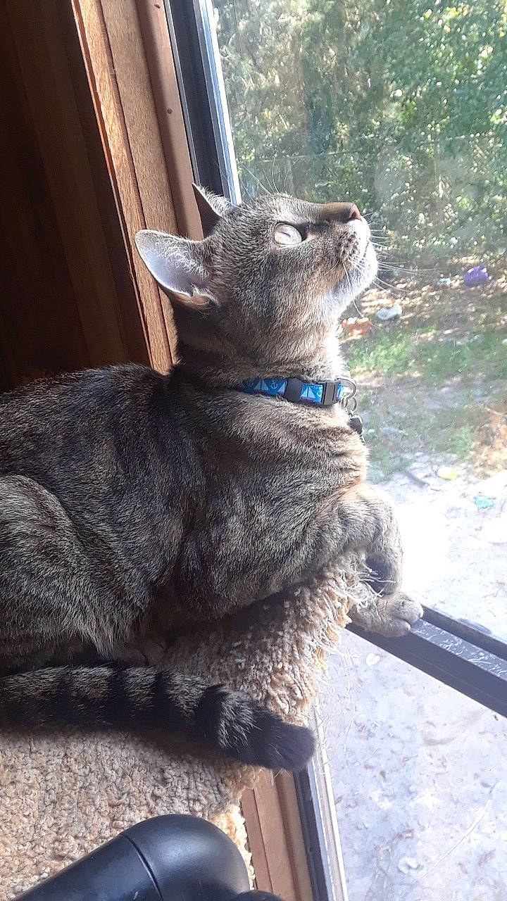 Ajax joined the competition — help win amazing prizes! carnivore, cat, chartreux, domestic_short_haired_cat, fawn, felidae, german_rex, korat, mammal, nebelung, russian_blue, small_to_medium_sized_cats, vertebrate, whiskers