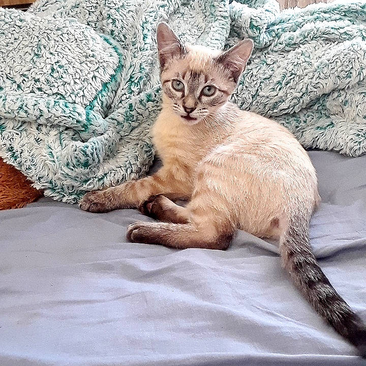Sapphire is registered to the contest to win money with this photo: arabian_mau, asian, australian_mist, carnivore, cat, cornish_rex, devon_rex, fawn, felidae, german_rex, kitten, mammal, oriental_longhair, rex_cat, singapura, small_to_medium_sized_cats, thai, vertebrate, whiskers