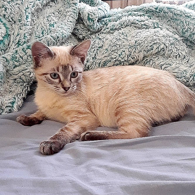 Sapphire is registered to the contest to win money with this photo: arabian_mau, asian, australian_mist, balinese, carnivore, cat, european_shorthair, fawn, felidae, german_rex, kitten, mammal, oriental_longhair, ragdoll, small_to_medium_sized_cats, thai, tonkinese, vertebrate, whiskers, wildlife