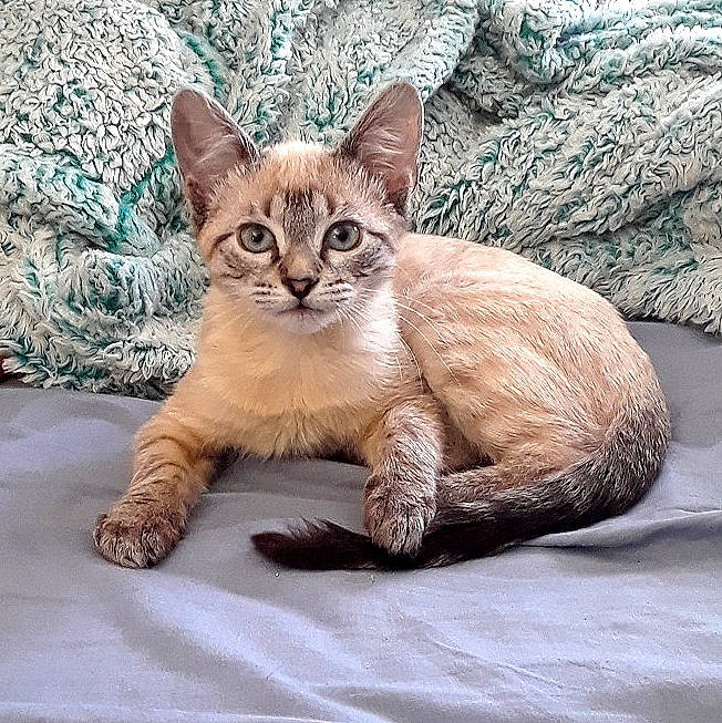 Sapphire