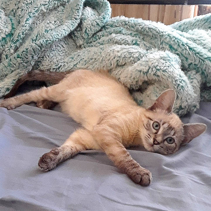 Sapphire joined the competition — help win amazing prizes! arabian_mau, asian, australian_mist, carnivore, cat, claw, domestic_short_haired_cat, dragon_li, european_shorthair, fawn, felidae, german_rex, kitten, mammal, nap, pixie_bob, sleep, small_to_medium_sized_cats, vertebrate, whiskers