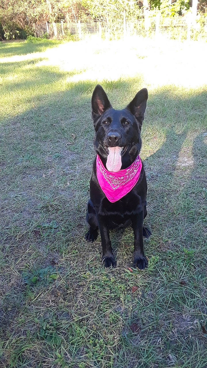 Luna joined the competition — help win amazing prizes! australian_kelpie, black_norwegian_elkhound, canidae, carnivore, companion_dog, dog, dog_breed, dog_collar, formosan_mountain_dog, grass, mammal, non_sporting_group, rare_breed_dog, schipperke, sporting_group, tail, vertebrate