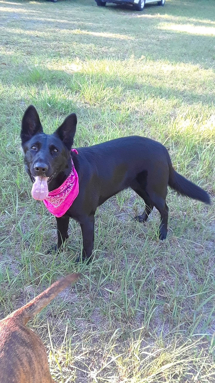 Luna is registered to the contest to win money with this photo: australian_kelpie, canidae, canis_panther, carnivore, dog, dog_breed, formosan_mountain_dog, labrador_retriever, mammal, non_sporting_group, rare_breed_dog, sporting_group, thai_ridgeback, vertebrate