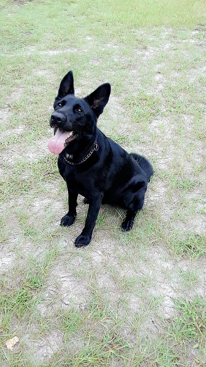 Luna is registered to the contest to win money with this photo: australian_kelpie, canidae, carnivore, dog, dog_breed, formosan_mountain_dog, mammal, rare_breed_dog, schipperke, sporting_group, vertebrate, working_dog