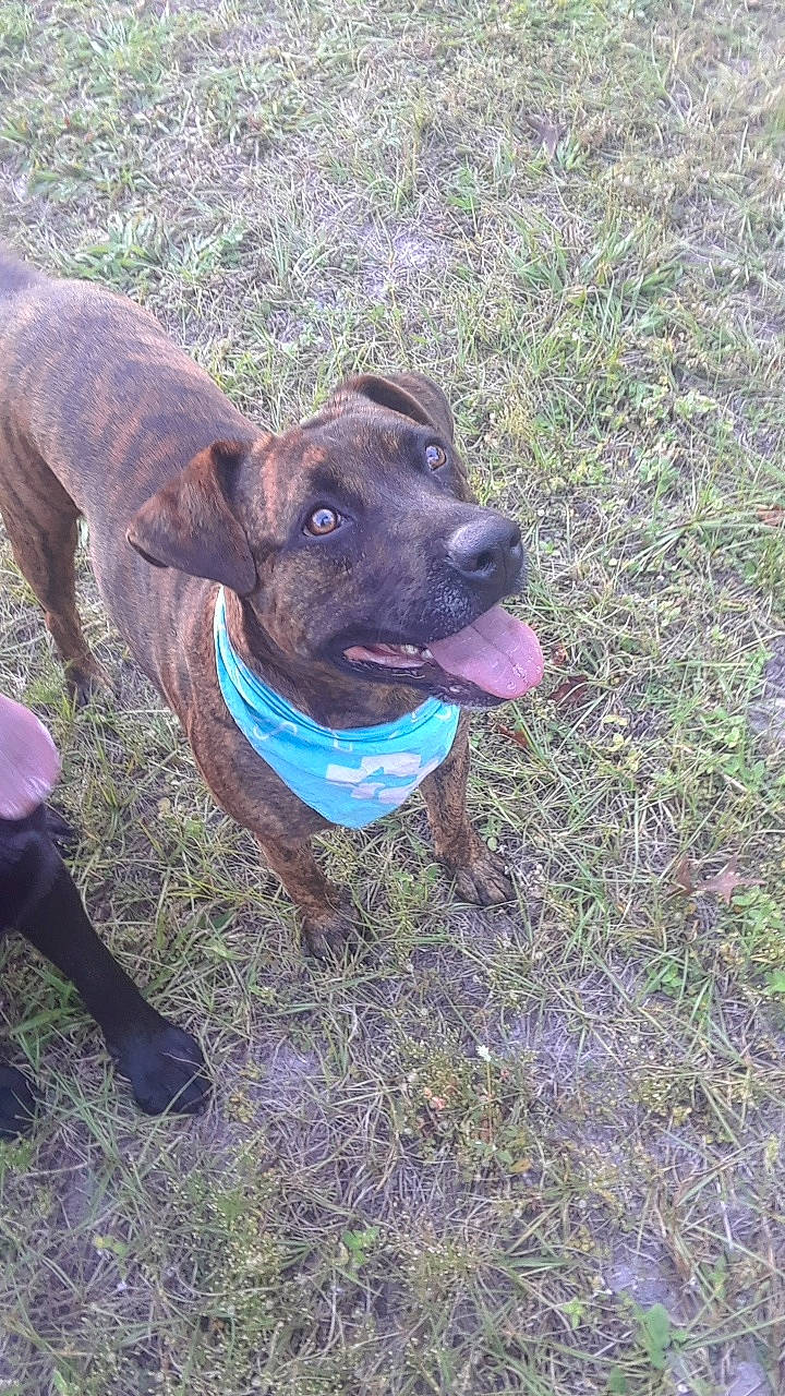 Roxie joined the competition — help win amazing prizes! alano_espanol, alaunt, american_pit_bull_terrier, american_staffordshire_terrier, bandog, boerboel, bullmastiff, canidae, carnivore, cimarron_uruguayo, dog, dog_breed, fawn, mammal, mountain_cur, non_sporting_group, pit_bull, snout, sporting_group, vertebrate