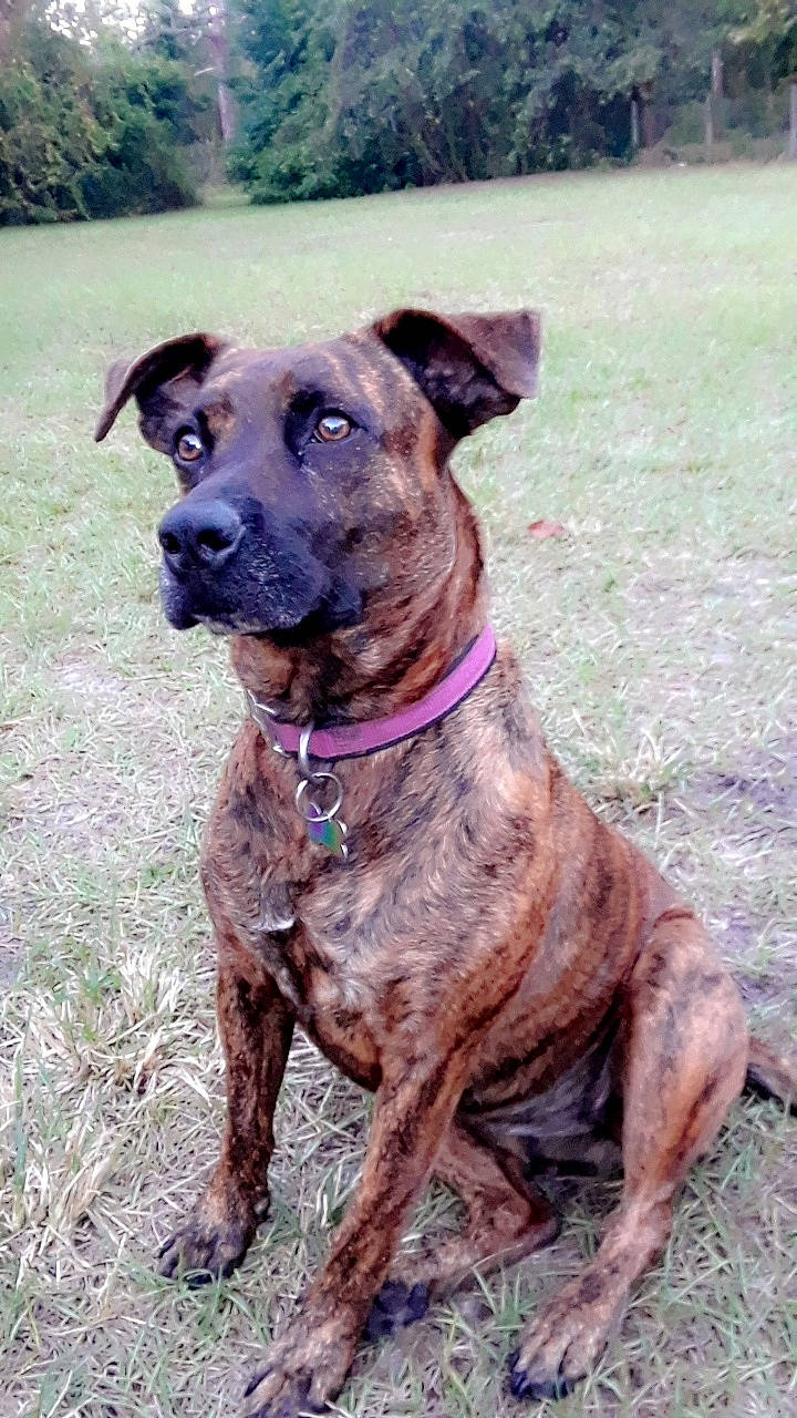 Roxie is registered to the contest to win money with this photo: alaunt, black_mouth_cur, canidae, carnivore, cimarron_uruguayo, dog, dog_breed, dogo_sardesco, fawn, mammal, mountain_cur, plott_hound, rare_breed_dog, snout, sporting_group, treeing_tennessee_brindle, vertebrate