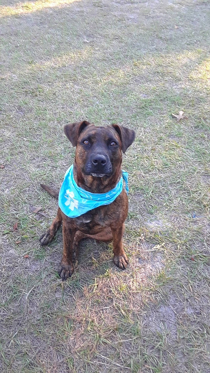 Roxie is registered to the contest to win money with this photo: american_pit_bull_terrier, canidae, canis_panther, carnivore, companion_dog, dog, dog_breed, fawn, labrador_retriever, mammal, mountain_cur, patterdale_terrier, rare_breed_dog, sporting_group, vertebrate