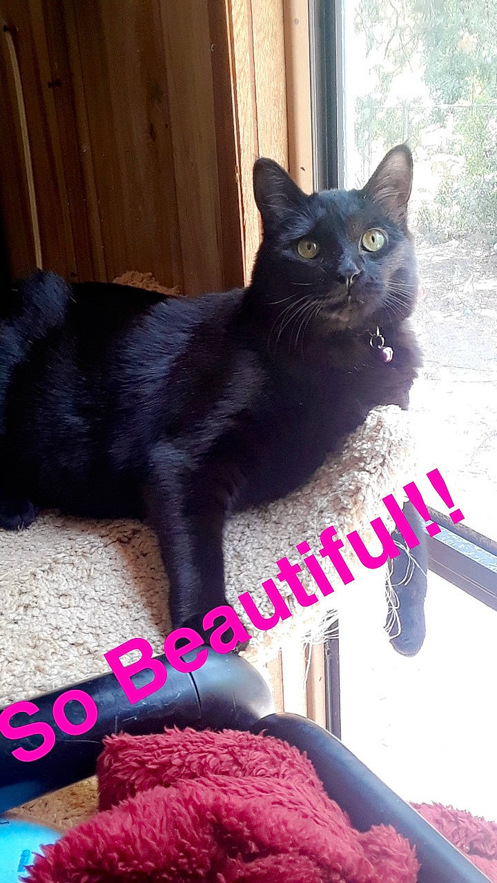 Daxsum joined the competition — help win amazing prizes! asian, black_cat, bombay, british_shorthair, carnivore, cat, chartreux, domestic_short_haired_cat, felidae, korat, mammal, photo_caption, polydactyl_cat, small_to_medium_sized_cats, tail, whiskers