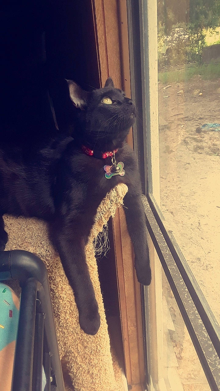 Daxsum joined the competition — help win amazing prizes! black_cat, bombay, carnivore, cat, domestic_short_haired_cat, felidae, small_to_medium_sized_cats, snout, tail, whiskers