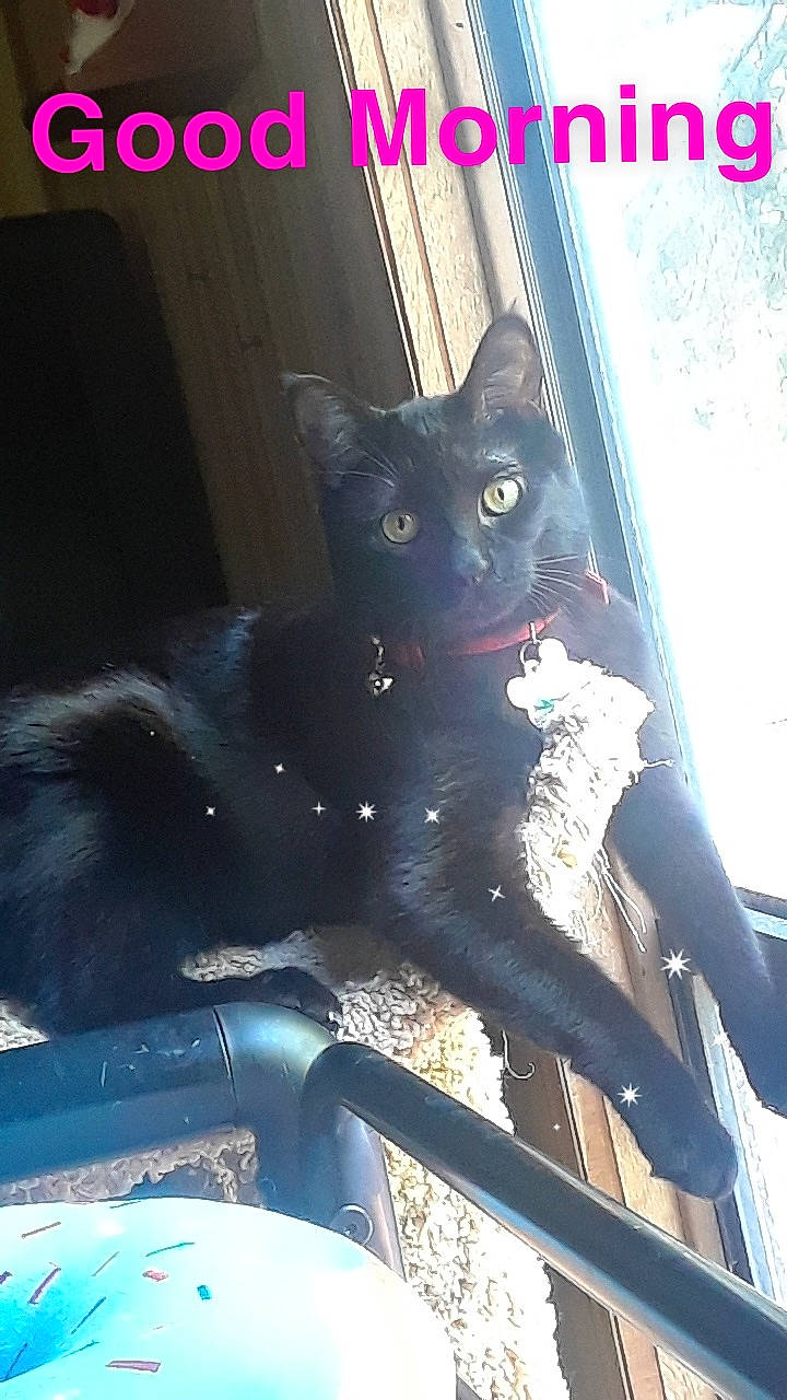 Daxsum joined the competition — help win amazing prizes! black, black_cat, bombay, carnivore, cat, domestic_short_haired_cat, eye, felidae, kitten, photo_caption, photography, small_to_medium_sized_cats, tail, whiskers
