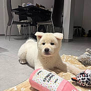 Aïko participe au concours pour gagner de l'argent avec cette photo : puppy, dog, toy, plush_toy, blanket, floor, indoor, chair, table, furniture, white_puppy, pet, animal, cute, young_dog, dining_room, playful, soft_toy, calm, curious