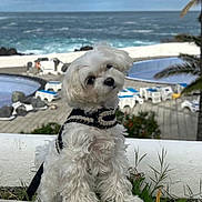 Sweety a rejoint le concours — aidez-le/la à gagner de superbes lots ! animal, blue_sky, cloudy_sky, curious, cute, dog, fluffy, greenery, harness, leash, ocean, outdoor, pet, plants, pool, portrait, sea, small_dog, tilted_head, white_dog