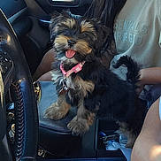 Luna is registered to the contest to win money with this photo: puppy, dog, car_interior, steering_wheel, person, clothing, seat, center_console, happy, tongue_out, collar, black_dog, brown_dog, fur, pet, indoor, vehicle, sitting, tail, young_dog