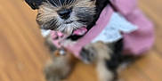 Luna joined the competition — help win amazing prizes! puppy, dog, pet, indoor, floor, wooden_floor, cute, young_dog, fur, black_and_tan, clothing, pink_outfit, small_dog, looking_up, sitting, animal, domestic_animal, adorable, portrait, furry
