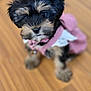 puppy, dog, pet, indoor, floor, wooden_floor, cute, young_dog, fur, black_and_tan, clothing, pink_outfit, small_dog, looking_up, sitting, animal, domestic_animal, adorable, portrait, furry
