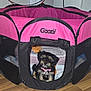 Luna is registered to the contest to win money with this photo: puppy, dog, pet, playpen, pink, black, collar, indoor, floor, wooden_floor, toy, bed, cute, small_dog, animal, furry, pet_accessory, cozy, looking, sitting