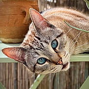 Joey participe au concours pour gagner de l'argent avec cette photo : cat, feline, pet, animal, blue_eyes, close_up, portrait, whiskers, ears, fur, tabby, indoor, plants, terracotta_pot, garden, wooden_background, sideways_pose, alert, cute, photography