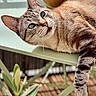 Joey participe au concours pour gagner de l'argent avec cette photo : cat, tabby_cat, feline, pet, animal, striped_fur, green_eyes, whiskers, pointed_ears, relaxed, lying_down, dangling_leg, outdoor, patio, chair, plants, wooden_deck, close_up, portrait, natural_light
