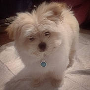 Lychee is registered to the contest to win money with this photo: dog, pet, fluffy, collar, tag, indoor, animal, cute, small_dog, fur, canine, standing, looking_down, white_surface, domestic_animal, companion, adorable, friendly, young_dog, curious