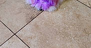 Lychee joined the competition — help win amazing prizes! animal_print, carpet, colored_fur, companion, cute, dog, domestic_animal, floor, fluffy, fur, household, indoor, lying_down, pet, purple_dye, relaxing, resting, small_dog, tile_floor, white_dog