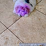 dog, white_dog, purple_dye, fluffy, pet, lying_down, floor, tile_floor, indoor, carpet, animal_print, small_dog, fur, cute, domestic_animal, resting, colored_fur, companion, household, relaxing