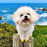 Lychee is registered to the contest to win money with this photo: animal, coast, cute, dog, flowers, fluffy, greenery, happy, landscape, nature, ocean, outdoor, pet, rocks, scenic, smiling, waves, white_dog, wooden_post, yellow_booties