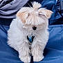 puppy, dog, fluffy, white, pet, sitting, chair, blue, fur, cute, small, leash, collar, outdoor, animal, folding_chair, adorable, young, domestic_animal, companionship