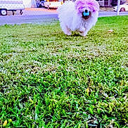 Lychee is registered to the contest to win money with this photo: animal, ball, canine, cute, daylight, dog, domestic, fence, fluffy, fun, grass, lawn, nature, outdoor, park, pet, playing, purple_fur, toy, vehicle