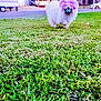 animal, ball, canine, cute, daylight, dog, domestic, fence, fluffy, fun, grass, lawn, nature, outdoor, park, pet, playing, purple_fur, toy, vehicle